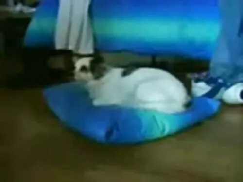 तातो र voluptuos श्य ...